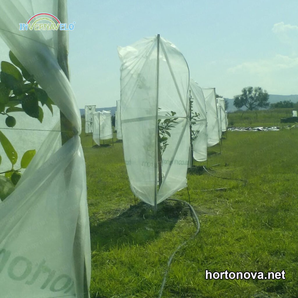 cuidados de los arboles 