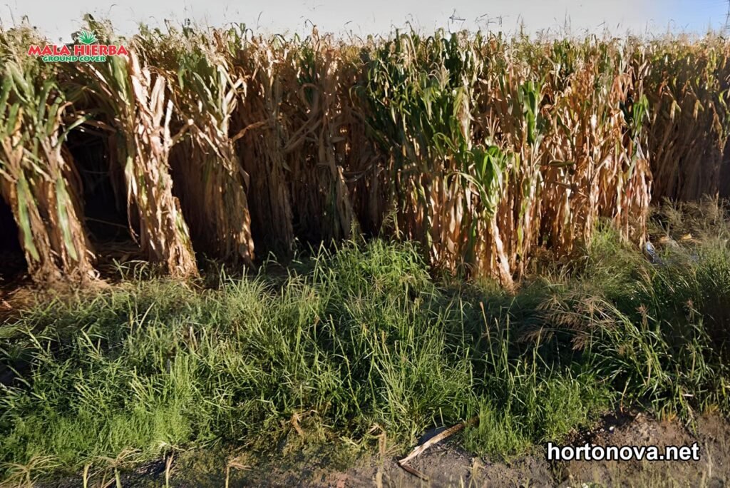 protege tu Maíz de la mala hierba
