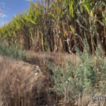 cuida tu cultivo de la mala-hierba