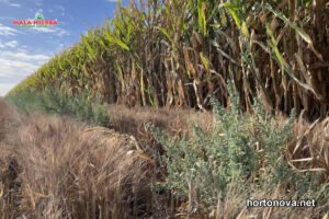 cuida tu cultivo de la mala-hierba