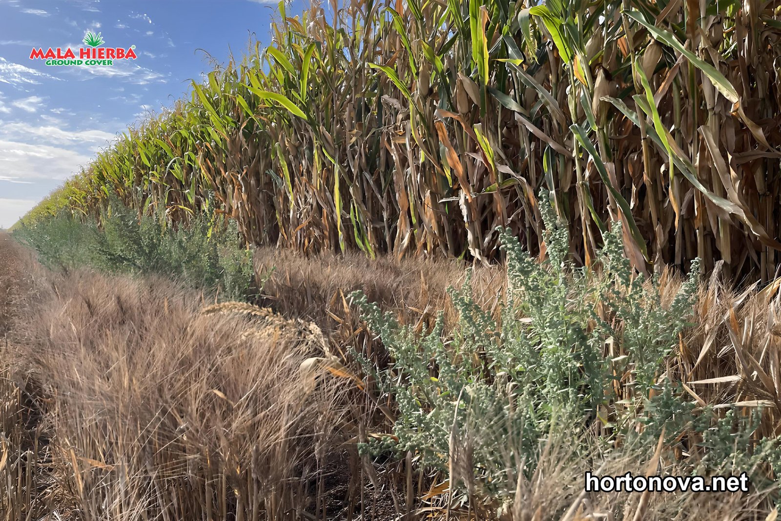 cuida tu cultivo de la mala-hierba