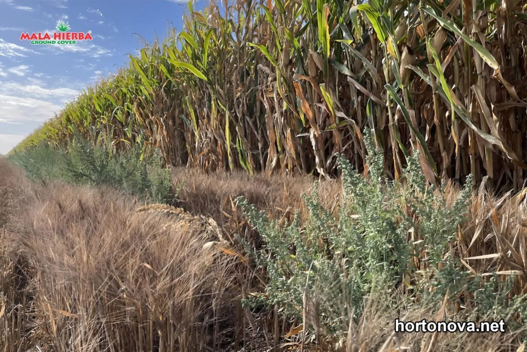 evita plaga y mala hierba en tu maiz con mala hierva