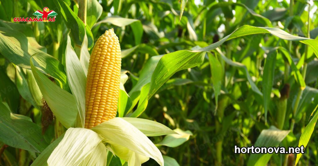 Malla Anti-pájaros en el Maíz Dulce