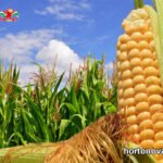 Malla Anti-pájaros en el Maíz Dulce