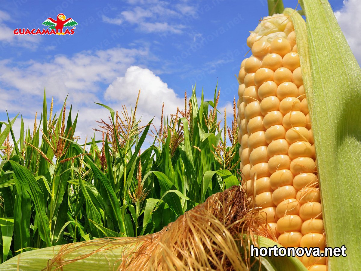 Malla Anti-pájaros en el Maíz Dulce