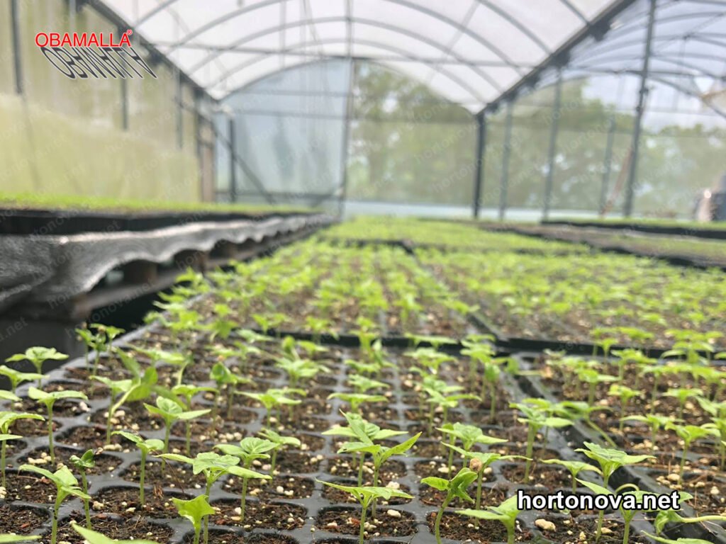 La malla sombra 35% protege tus plántulas del calor excesivo