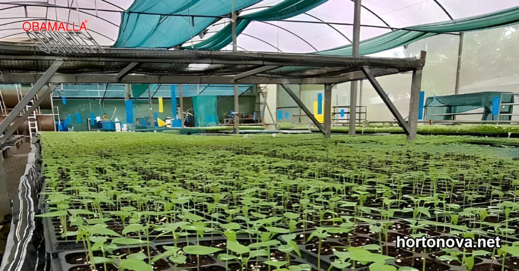 plántulas protegidas