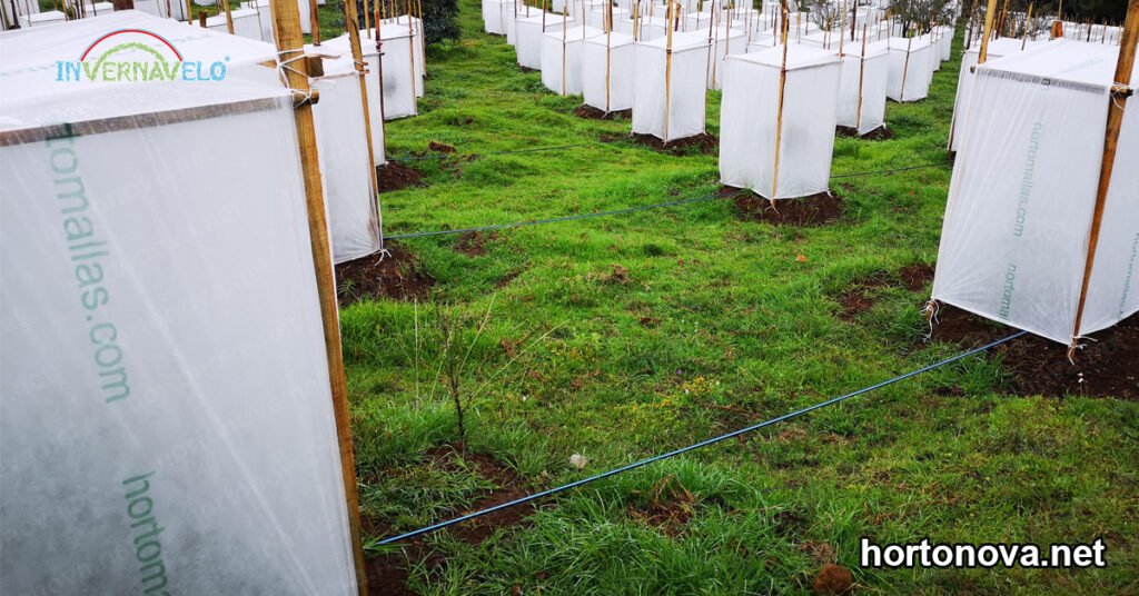 cuidado de los arboles de cítricos