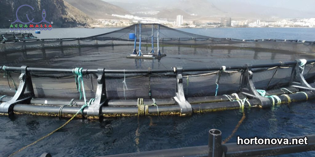 crecimiento de ostras 