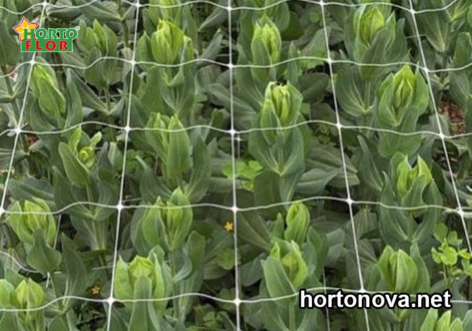 cuidado de las flores