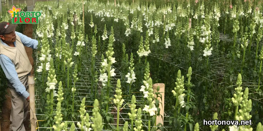 estrategia para cultivo